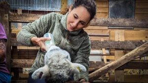 Sara feeding a baby, during High tea with naughty sheep
