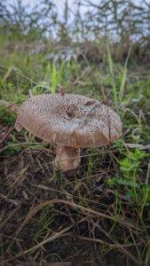 mushroom season has started in the Netherlands